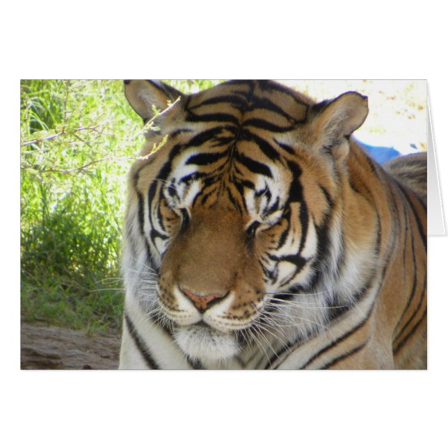 Schlafende Tigerkarte (h) (Vorderseite (Horizontal))