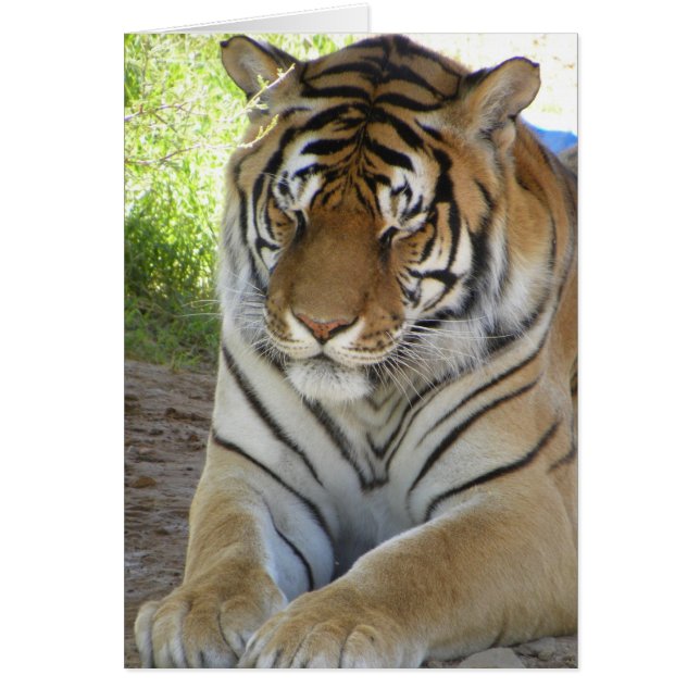 Schlafende Tigerkarte (v) (Vorne)