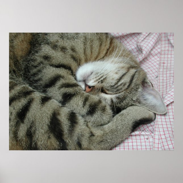Schlafende Tigerkatze Poster (Vorne)