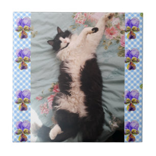 Schlafende Tuxedo-Katze Lustige Katzen Glücklicher Fliese