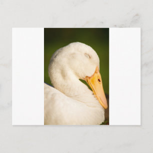 Schlafende Weiße Ente Postkarte