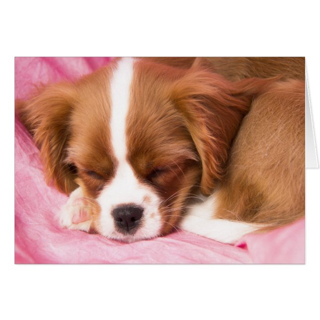 Schlafende Welpe Cavalier King Charles Spaniel Car (Vorderseite (Horizontal))