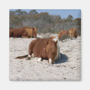 Schlafende wilde Ponys im Assateague National Park Magnet