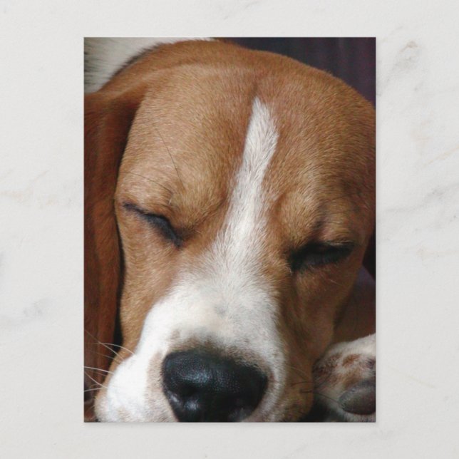 Schlafender Beagle Postkarte (Vorderseite)