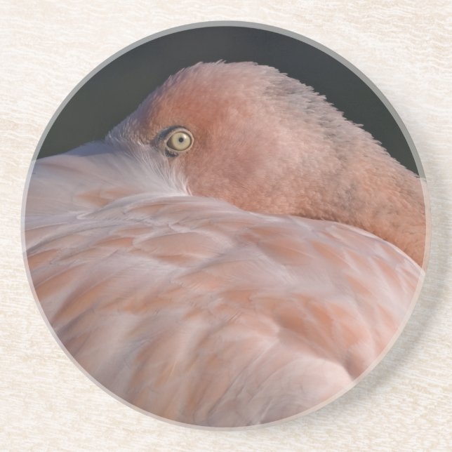 Schlafender Flamingo-Achterbahn Untersetzer (Vorne)