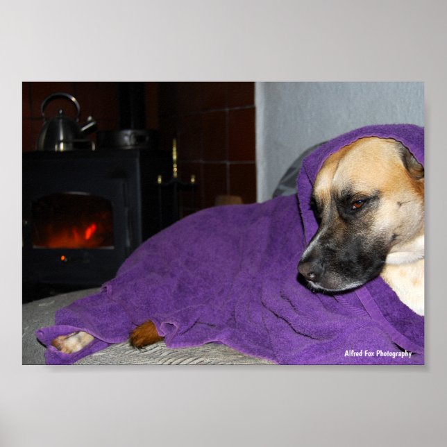 Schlafender Hund am Kamin Poster (Vorne)