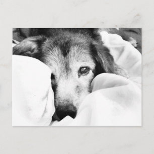schlafender Hund auf Bett kuscheln schwarz weiß Postkarte