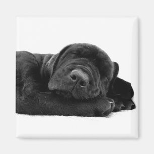 Schlafender Labrador Magnet