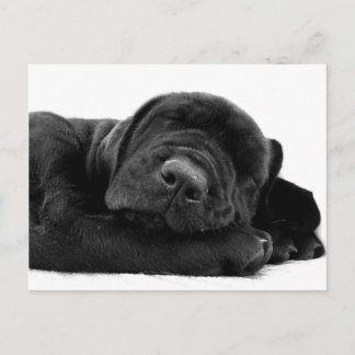 Schlafender Labrador Postkarte