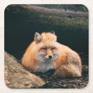 Schlafender Rotfuchs Rechteckiger Pappuntersetzer