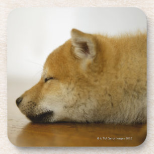 Schlafender Shiba-Ken 2 Untersetzer