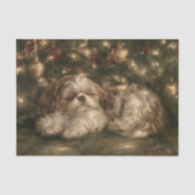 Schlafender Shih Tzu