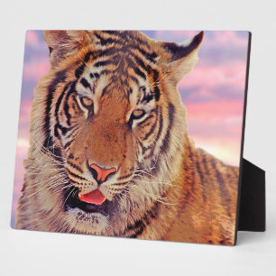 Schlafender Tiger - Fotoplatte