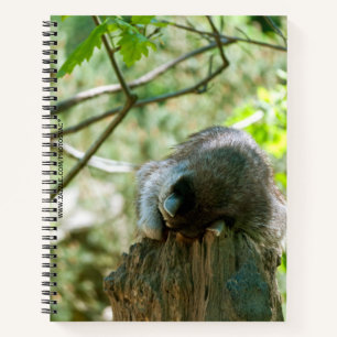 Schlafender Waschbär-Aufkleber Notizbuch