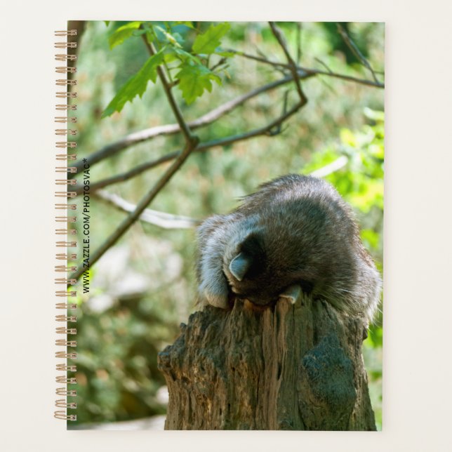 Schlafender Waschbär-Aufkleber Planer (Vorderseite)