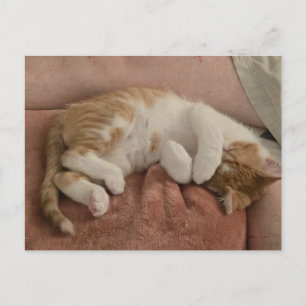 Schlafendes orange-weißes Kätzchen Postkarte