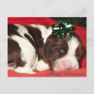 Schlafenenglischer Springerspaniel-Weihnachtswelpe Feiertagspostkarte