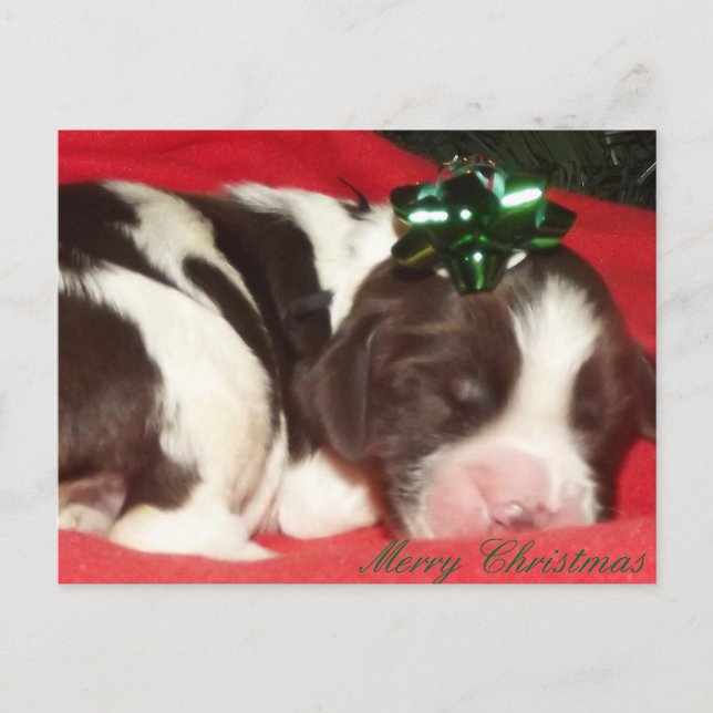 Schlafenenglischer Springerspaniel-Weihnachtswelpe Feiertagspostkarte (Vorderseite)
