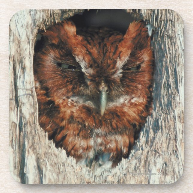 Schlafeneule in einem Baum Getränkeuntersetzer (Vorderseite)