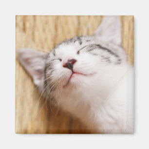 Schlafenkätzchen Magnet