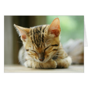 Schlafenkleine Baby-Miezekatze