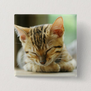 Schlafenkleine Baby-Miezekatze Button