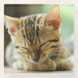 Schlafenkleine Baby-Miezekatze Glasuntersetzer