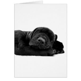 SchlafenLabrador-Karte