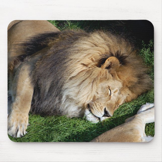Schlafenlöwe Mousepad (Vorne)