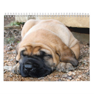 Schlafenmastiff-Kalender Kalender
