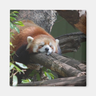 Schlafenpanda-Bärn-Magnet Magnet