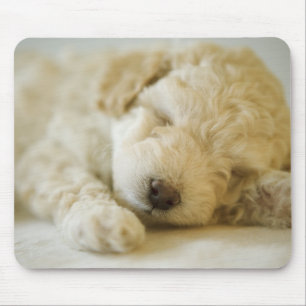 Schlafenpudelwelpe 2 mousepad