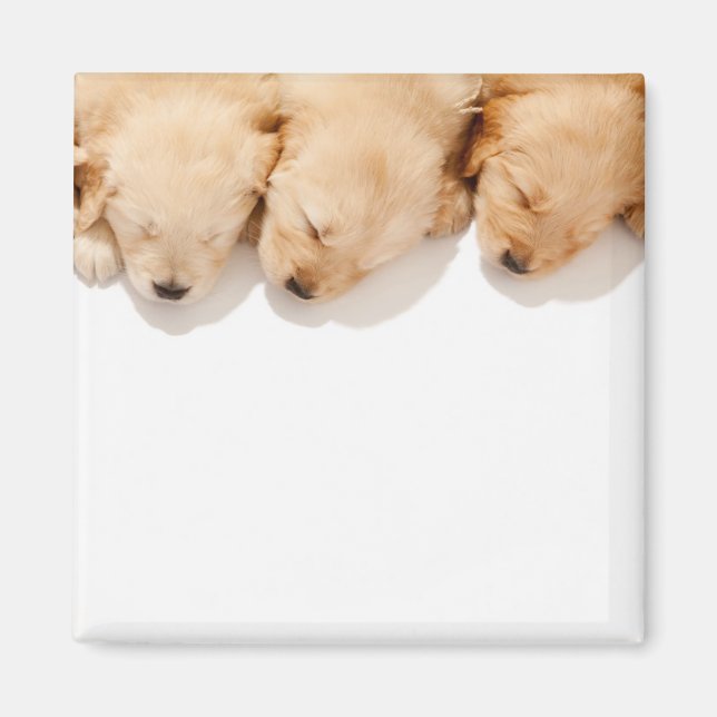 Schläfenreihe Goldene Welpen Magnet (Vorne)