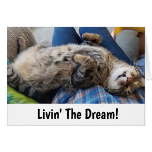 Schlafentabby-Katzen-Spaß