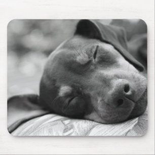 SchlafenZwergpinscherhund Mousepad