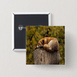 Schlaffuchs-Foto Button