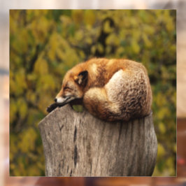 Schlaffuchs-Foto Fensteraufkleber