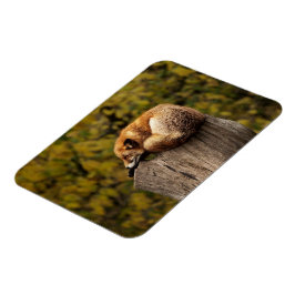 Schlaffuchs-Foto Magnet