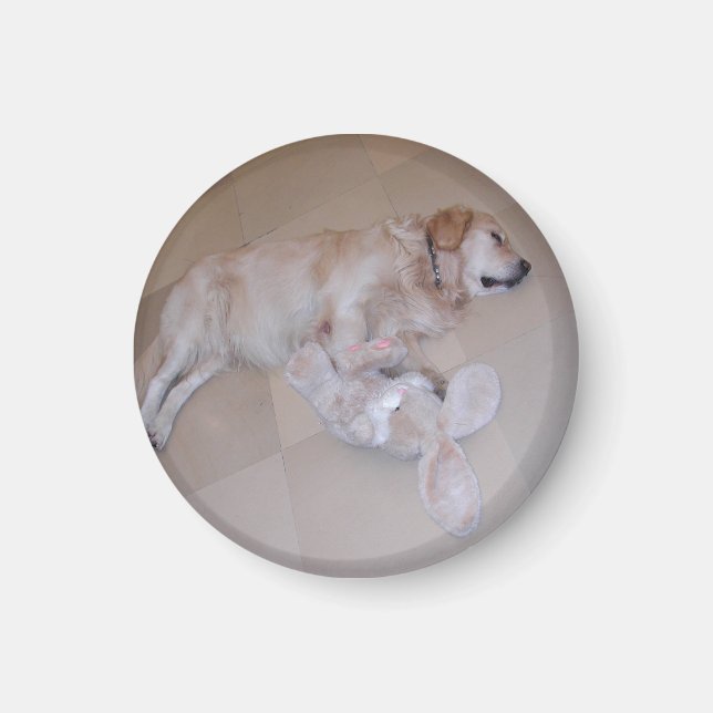 Schlafgolden Retriever Magnet (Vorne)
