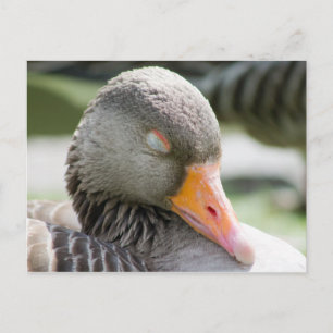 Schlafgoose Postkarte