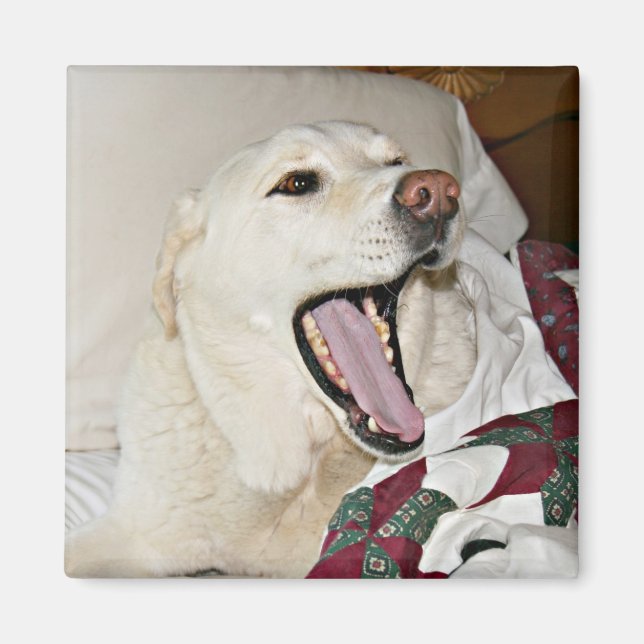 Schlafhund Magnet (Vorne)