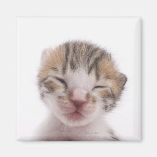 Schlafkätzchen Magnet