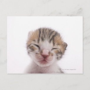 Schlafkätzchen Postkarte