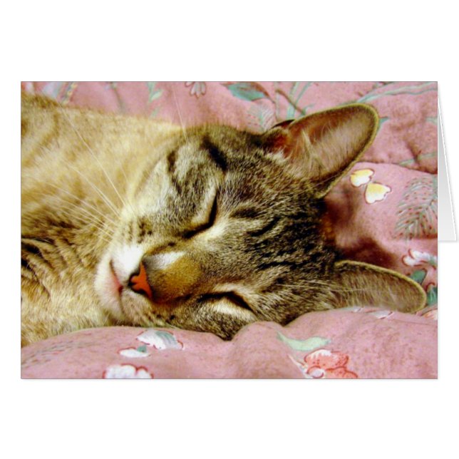 Schlafkatze (Vorderseite (Horizontal))