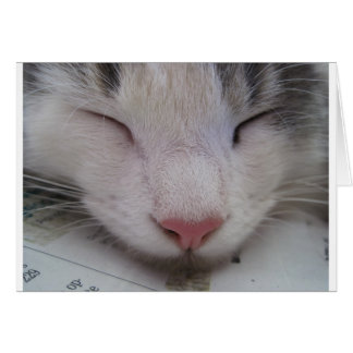 Schlafkatze