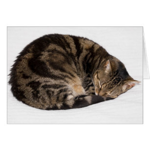 Schlafkatze