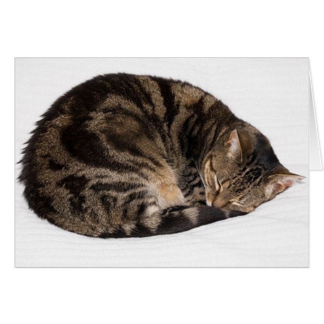 Schlafkatze (Vorderseite (Horizontal))