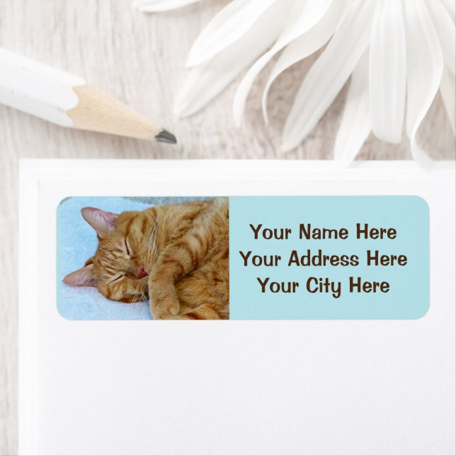 Schlafkatze (Insitu)