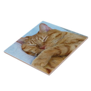 Schlafkatze Fliese