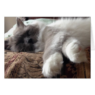 Schlafkatze, Karte